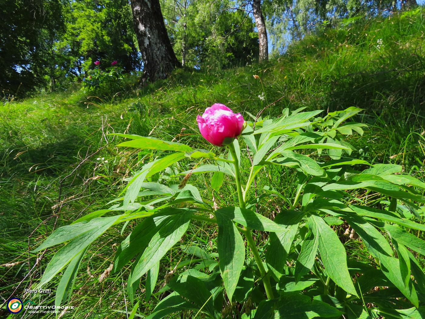 47 Paeonia officinalis- Peonia selvatica-Peonia dello Zucco.JPG